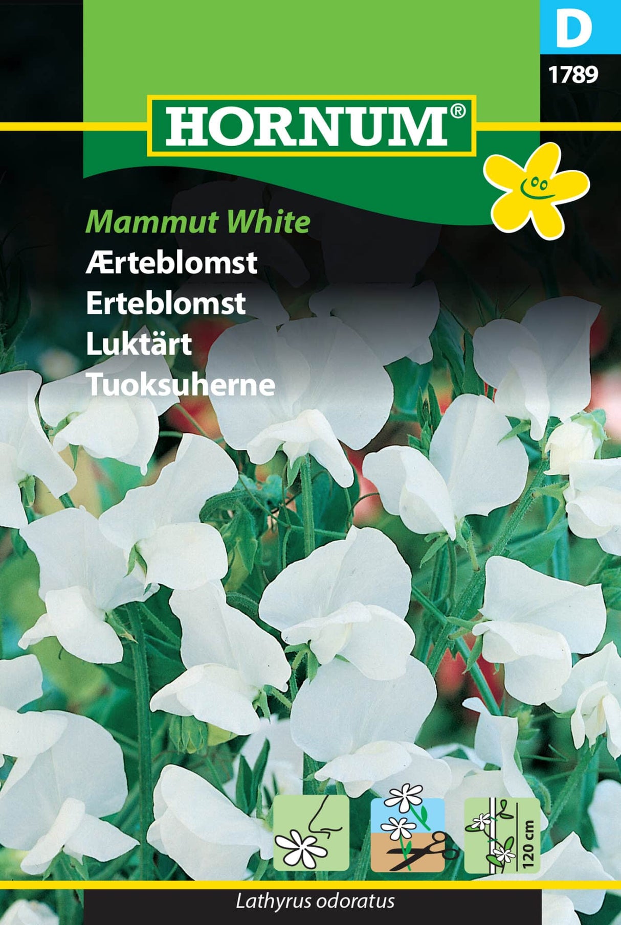 Ærteblomst 'Mammut White' Frø