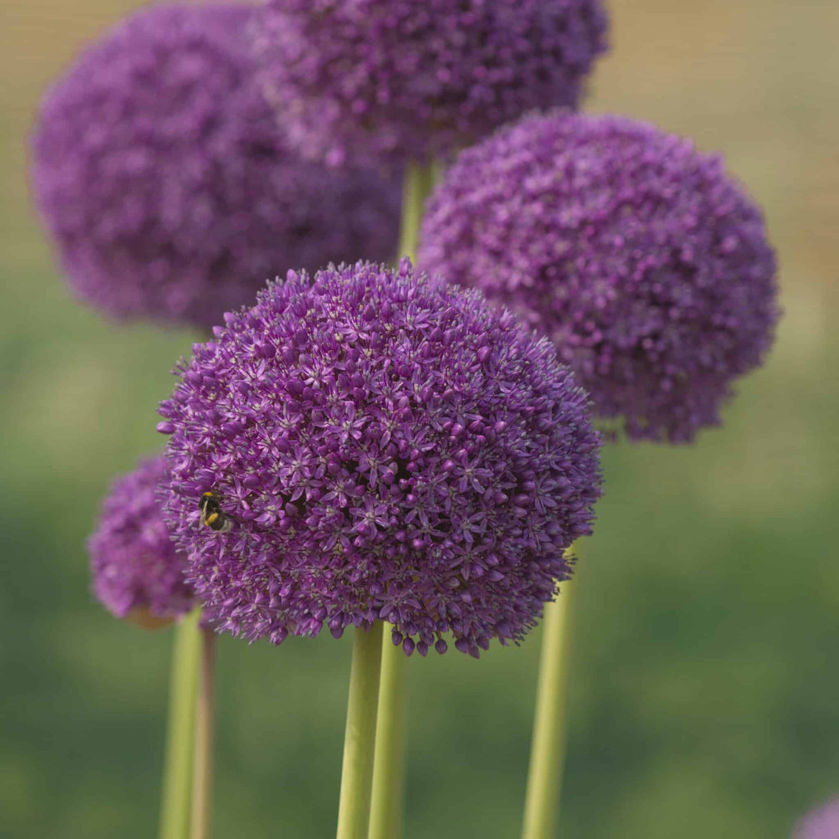 Allium 'Ambassador'