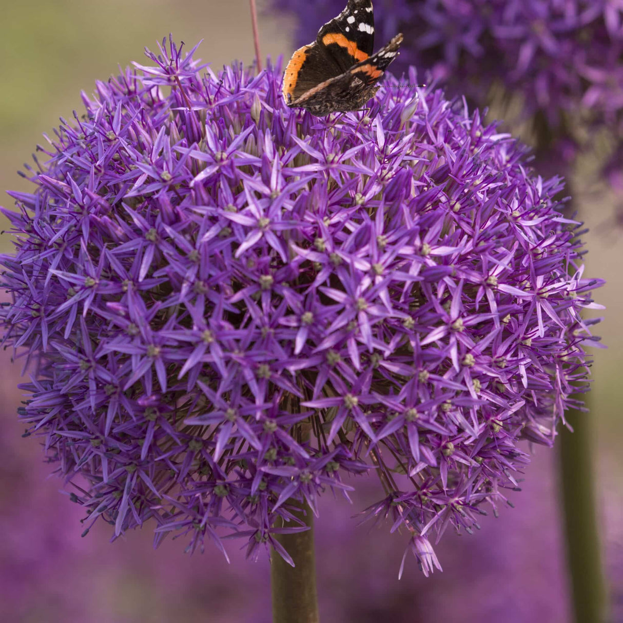 Allium 'Dutchman'