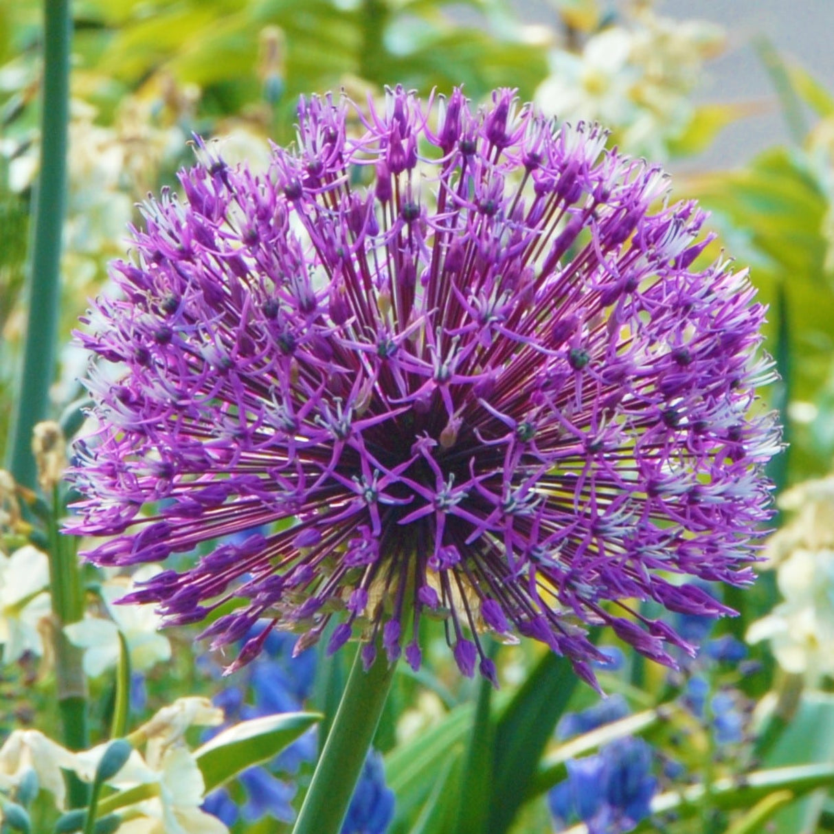 Allium 'Early Emperor'