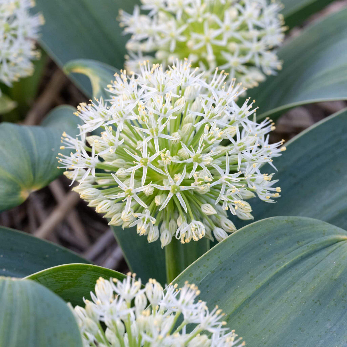 Allium karativiense 'Ivory Queen'
