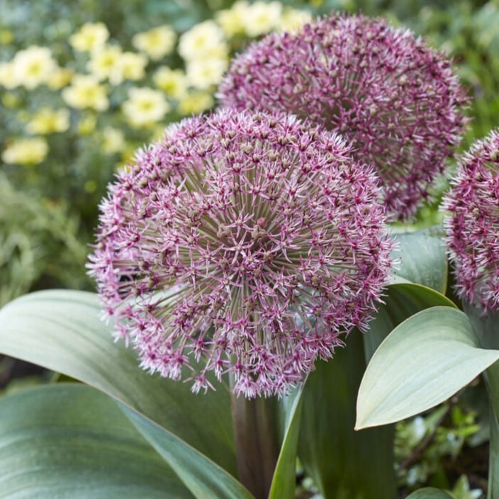 Allium karativiense 'Red Giant'