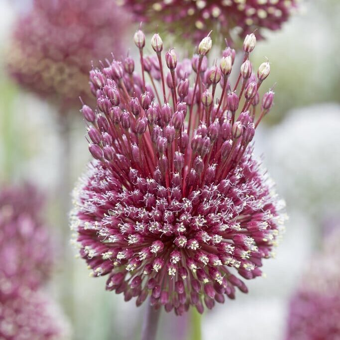 Allium 'Red Mohican'
