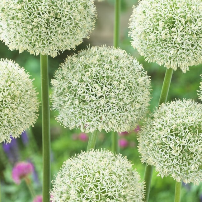 Allium 'White Giant'