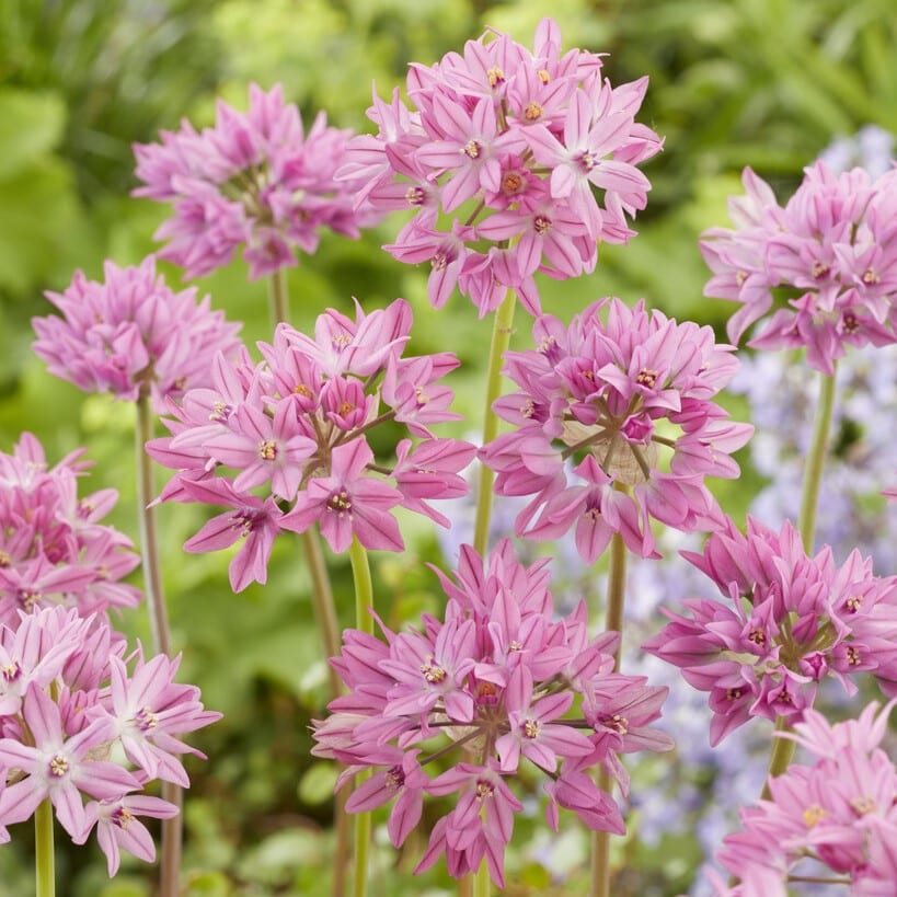 Allium oreophilum 'Baltimore'