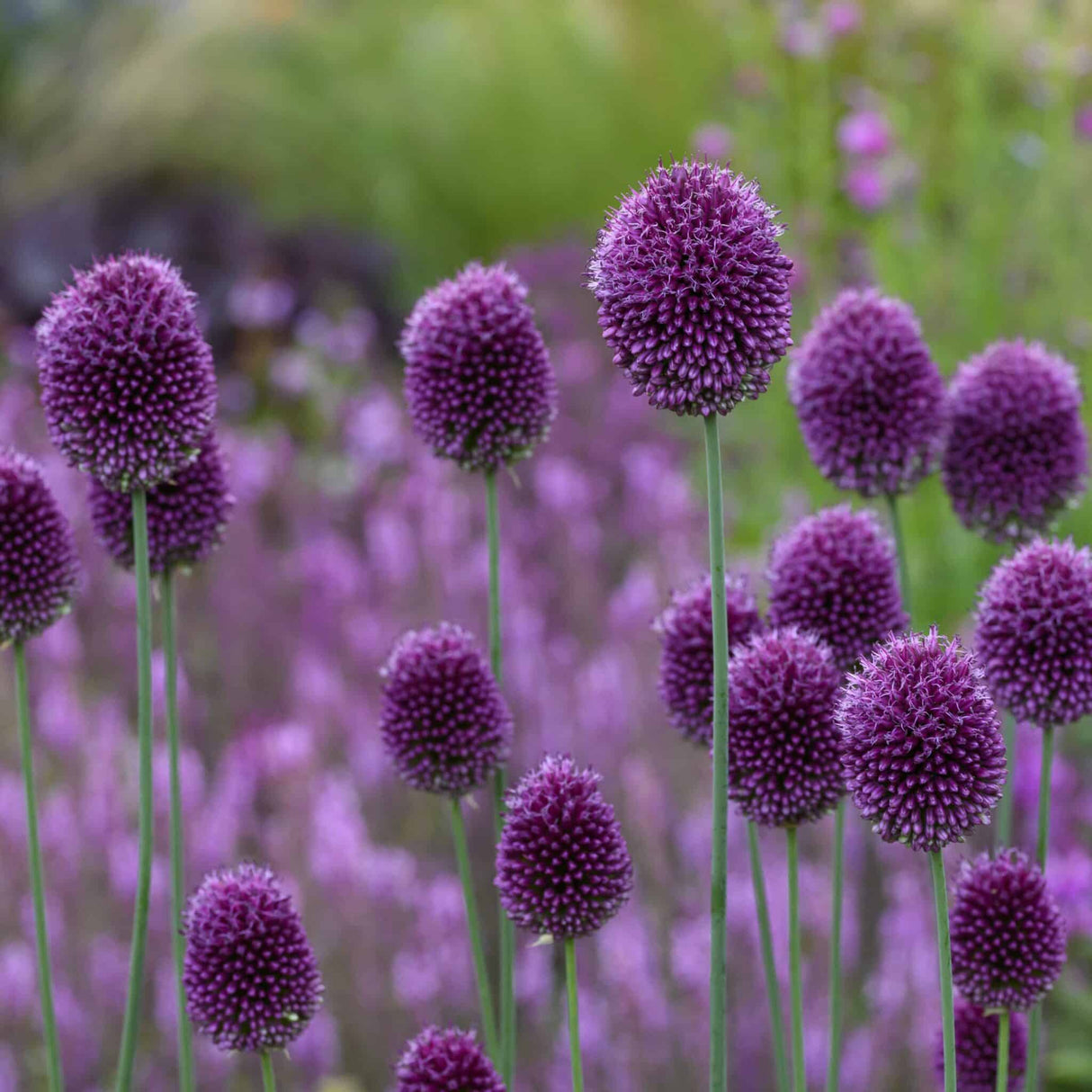 Allium sphaerocephalon
