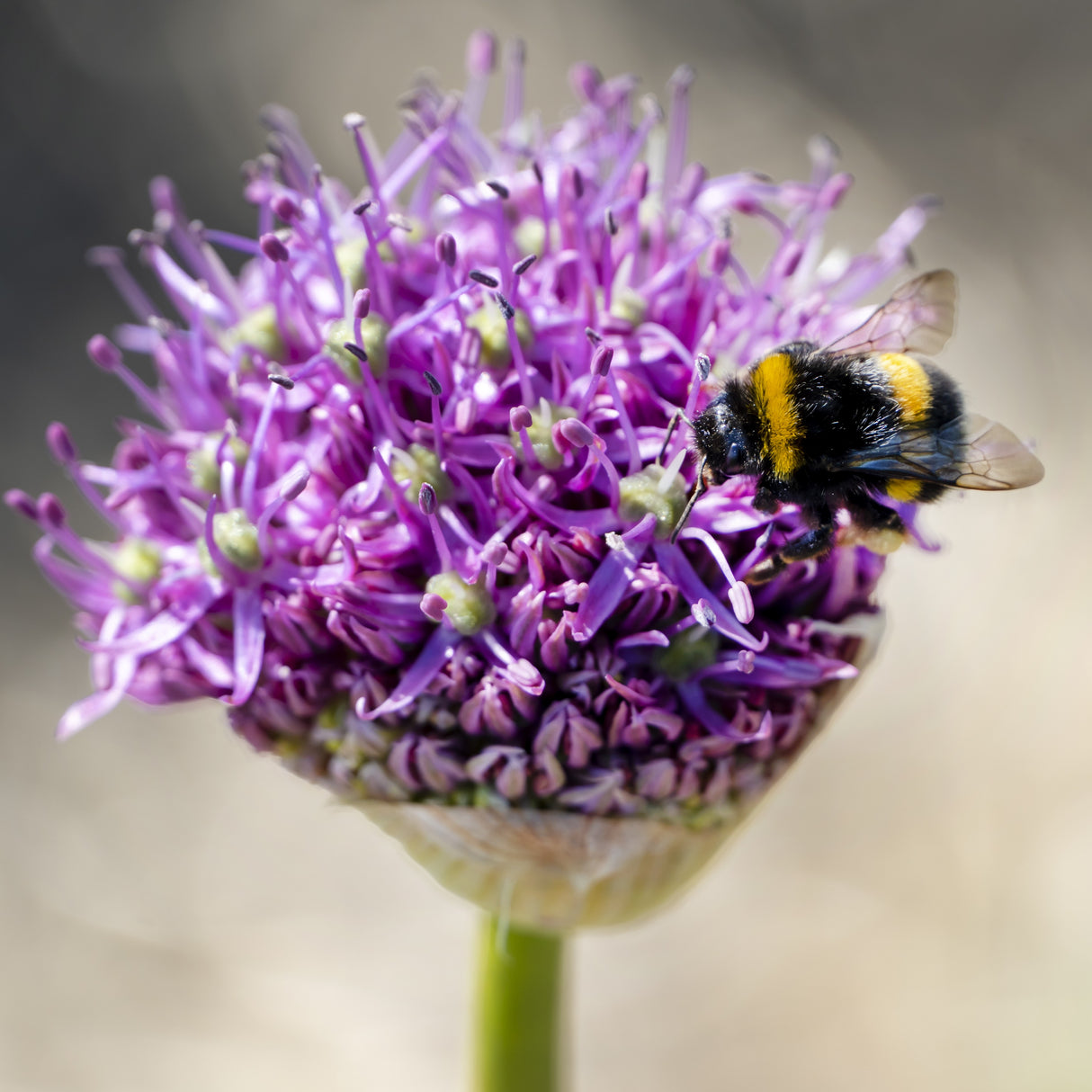Allium 'Violet Beauty'