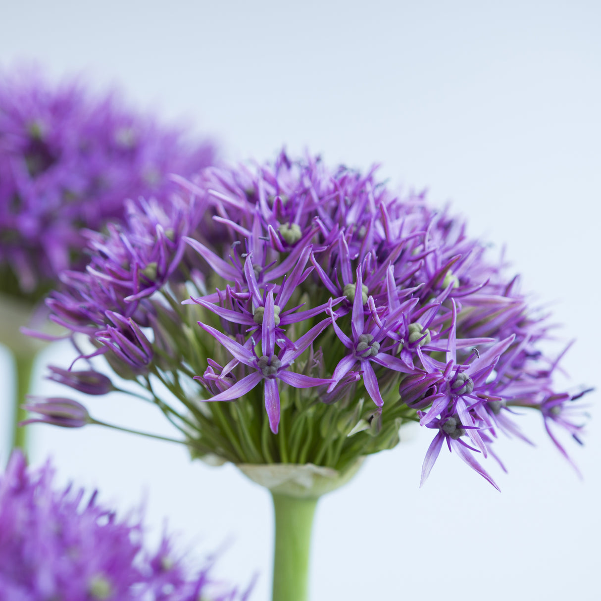 Allium 'Violet Beauty'