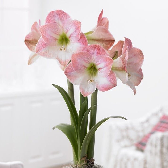 Amaryllis 'Apple Blossom'