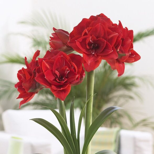 Amaryllis 'Cherry Nymph'
