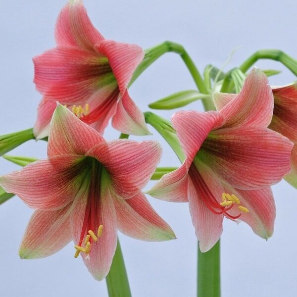 Amaryllis 'Misty'