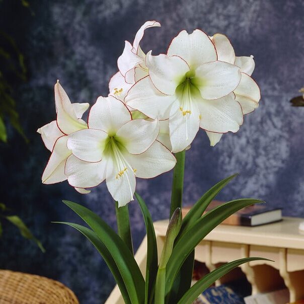 Amaryllis 'Picotee'