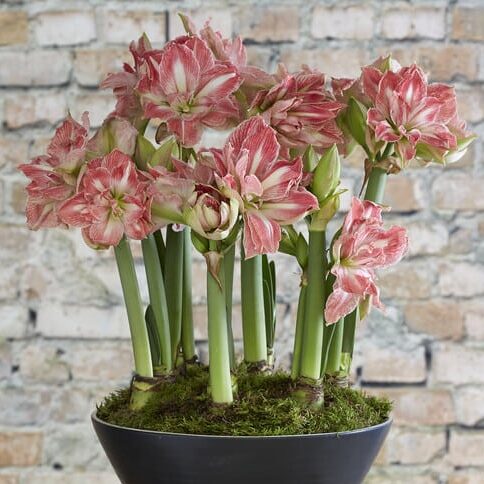 Amaryllis 'Pretty Nymph'