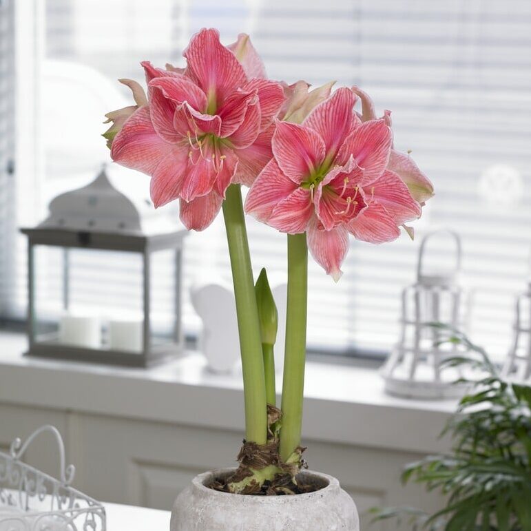 Amaryllis 'Sweet Nymph'