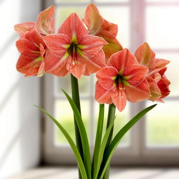 Amaryllis 'Terra Cotta'