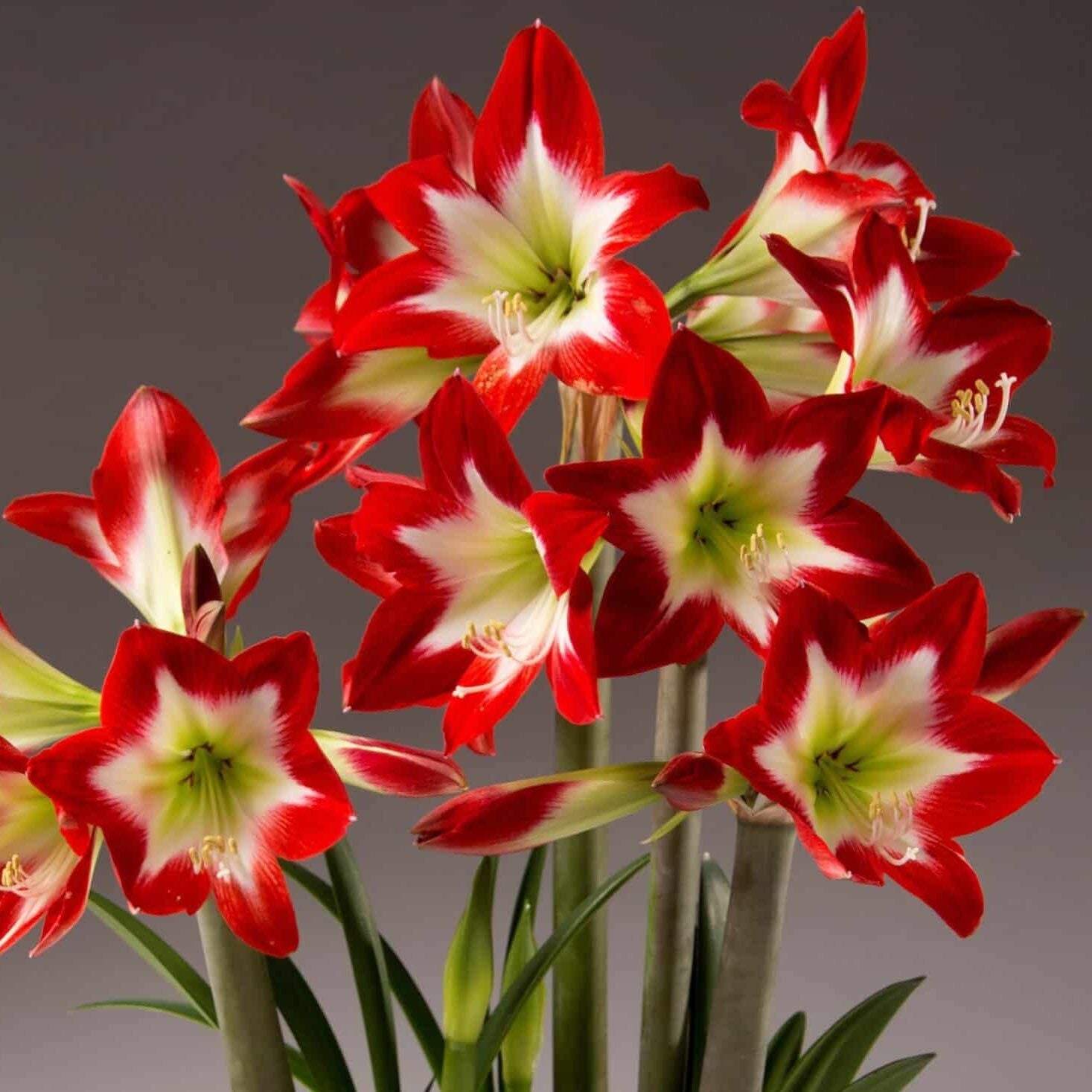Amaryllis 'Tres Chic'