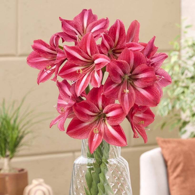 Amaryllis 'Candy Star'©