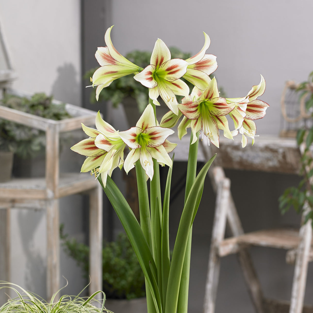 Amaryllis 'Cleopatra©