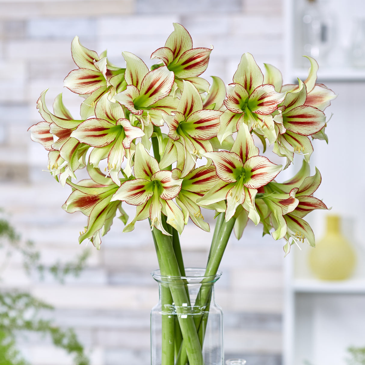 Amaryllis 'Cleopatra©