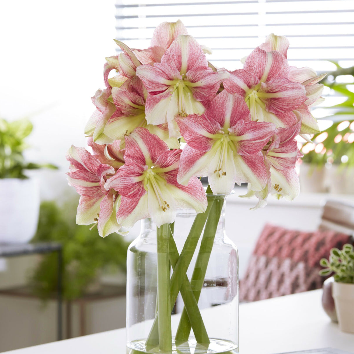 Amaryllis 'Duet Candy'©