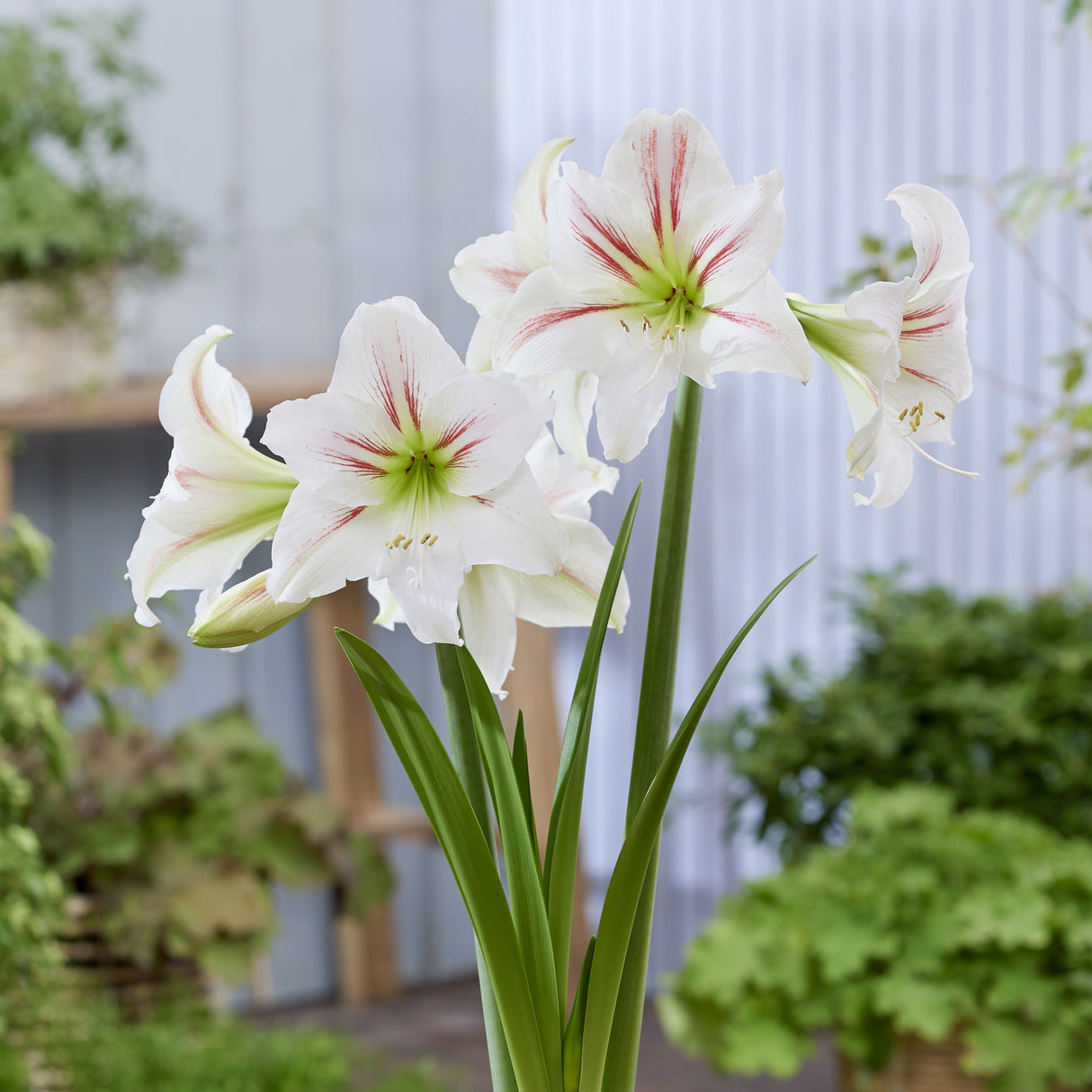 Amaryllis 'Geisha'©