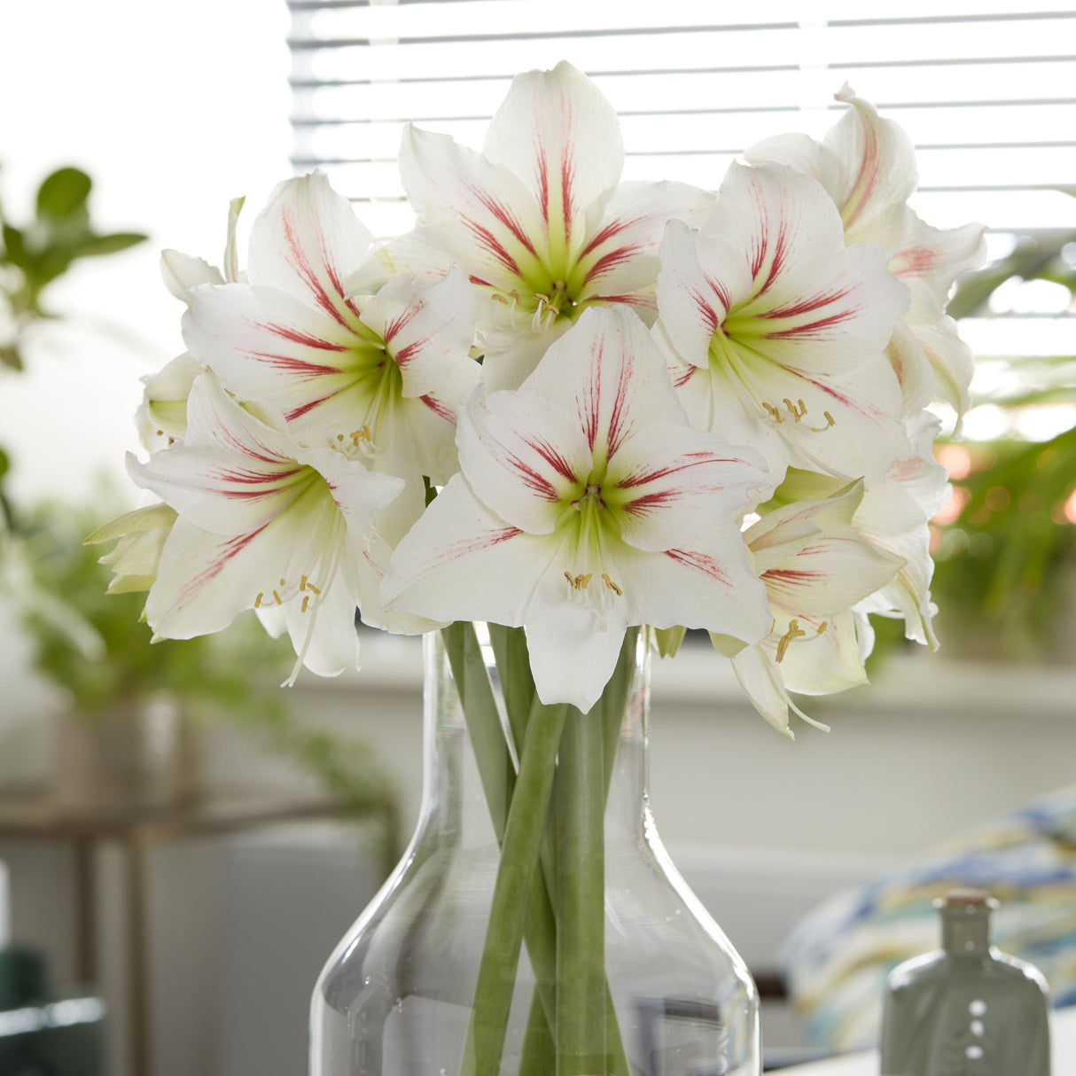 Amaryllis 'Geisha'©