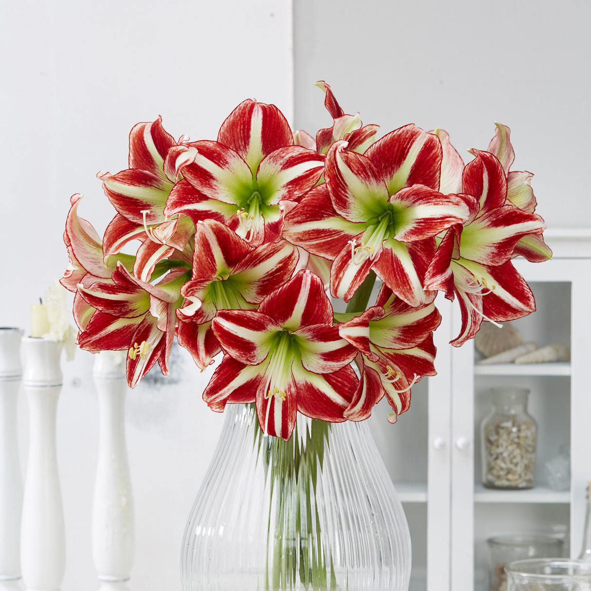 Amaryllis 'Ocean Drive'©