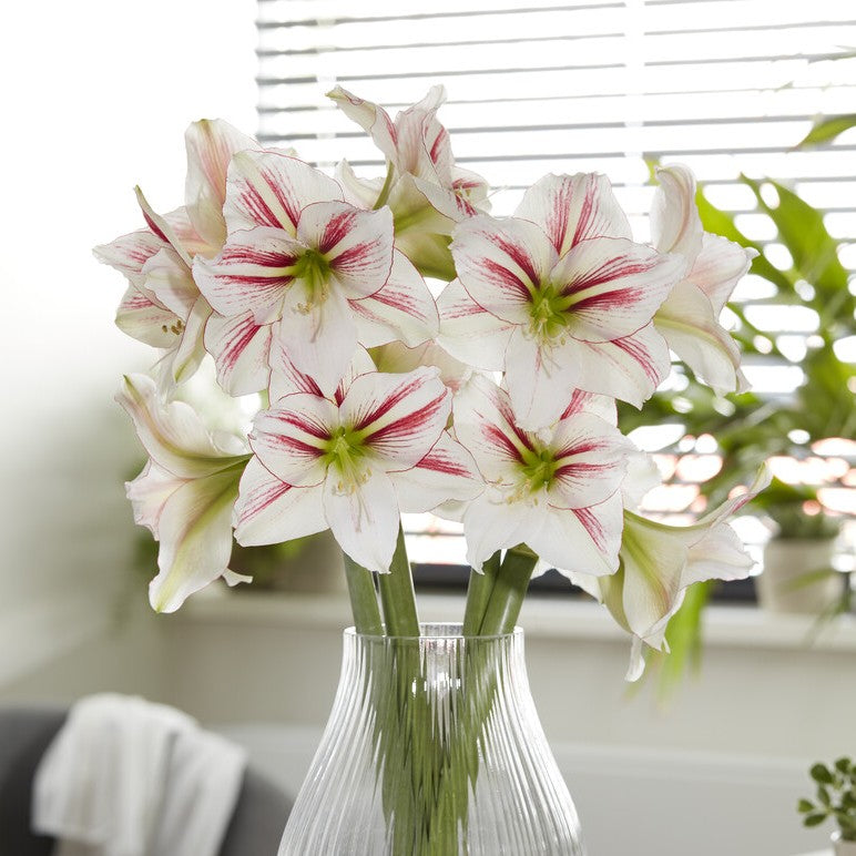 Amaryllis 'Smoothie'©