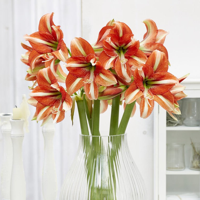 Amaryllis 'Sphinx'©