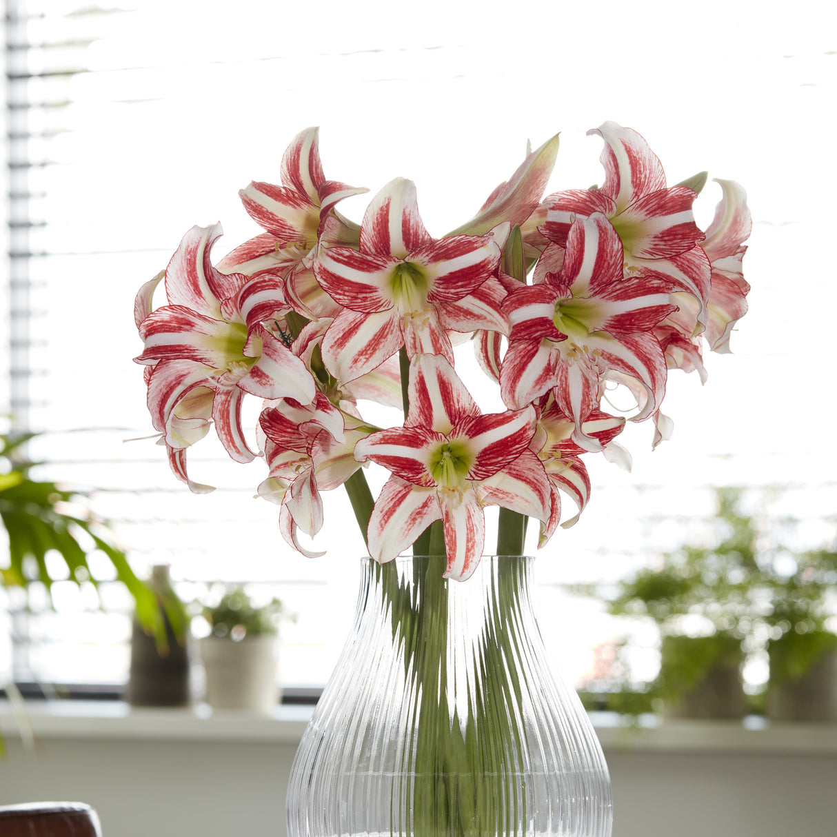 Amaryllis 'Strawberry Ice'©