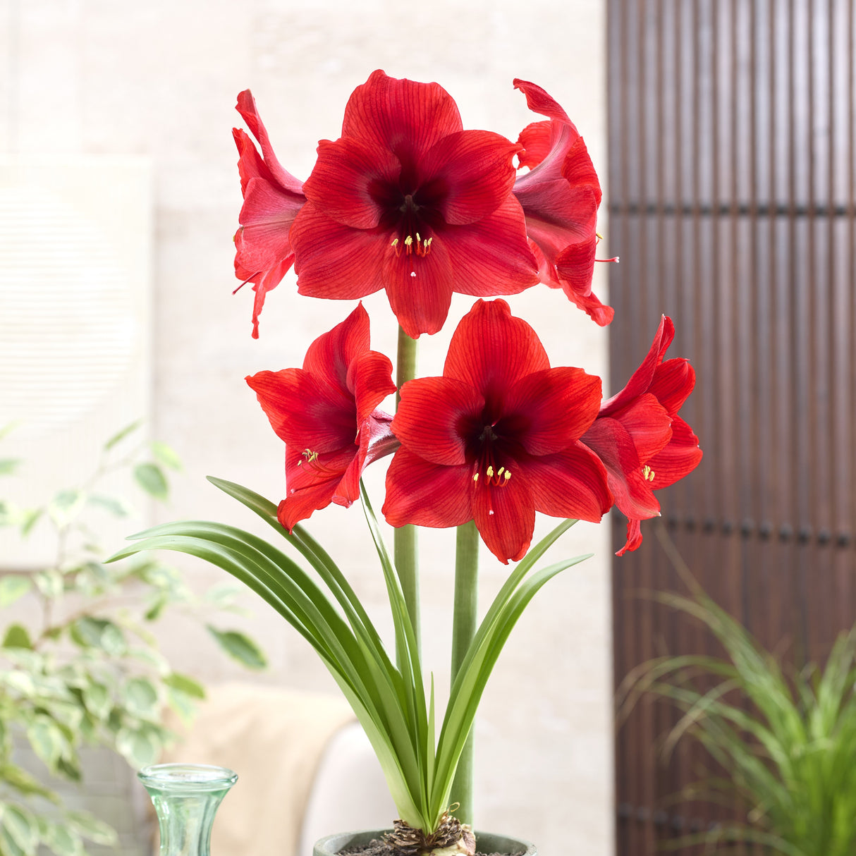 Amaryllis 'Vesuvius©