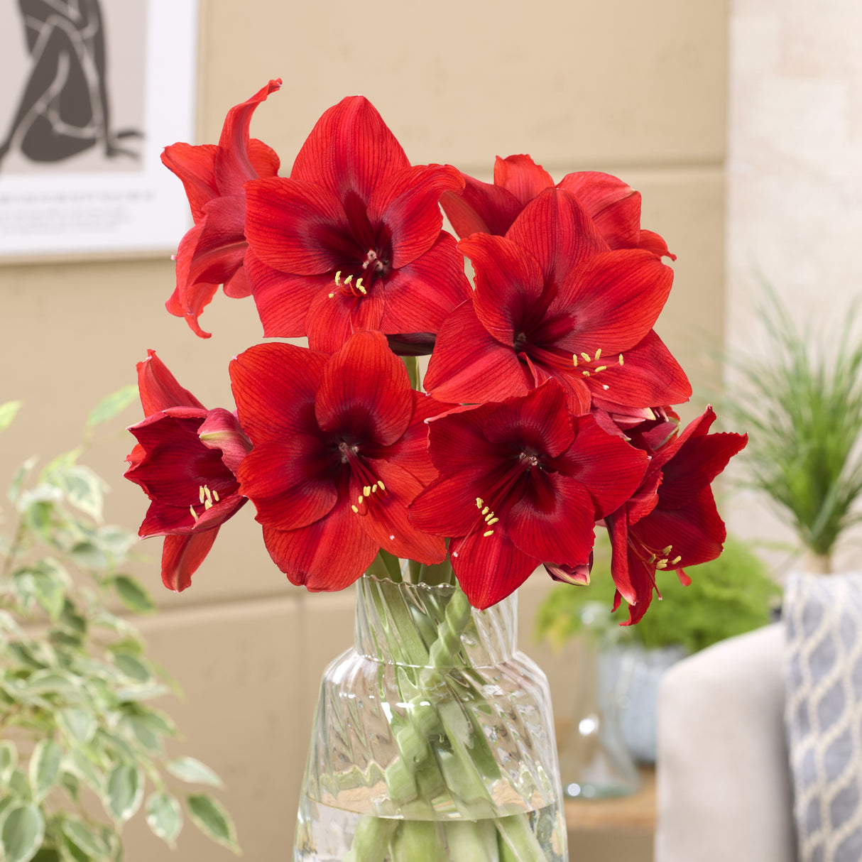 Amaryllis 'Vesuvius©
