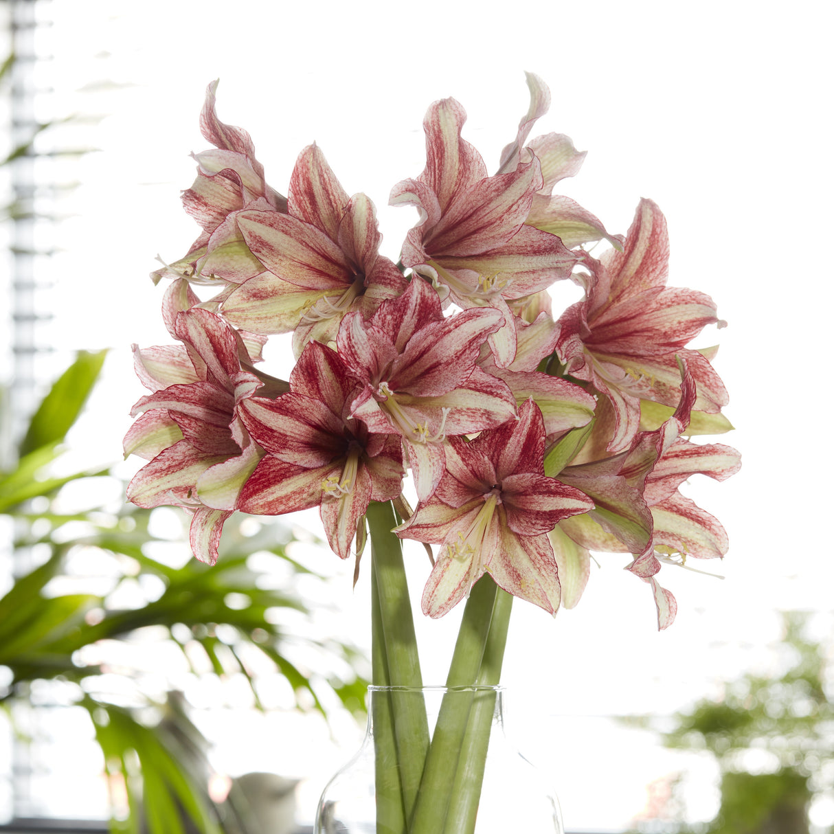 Amaryllis 'Vincent'©