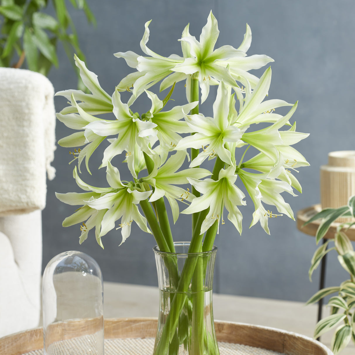 Amaryllis 'White Nile'©