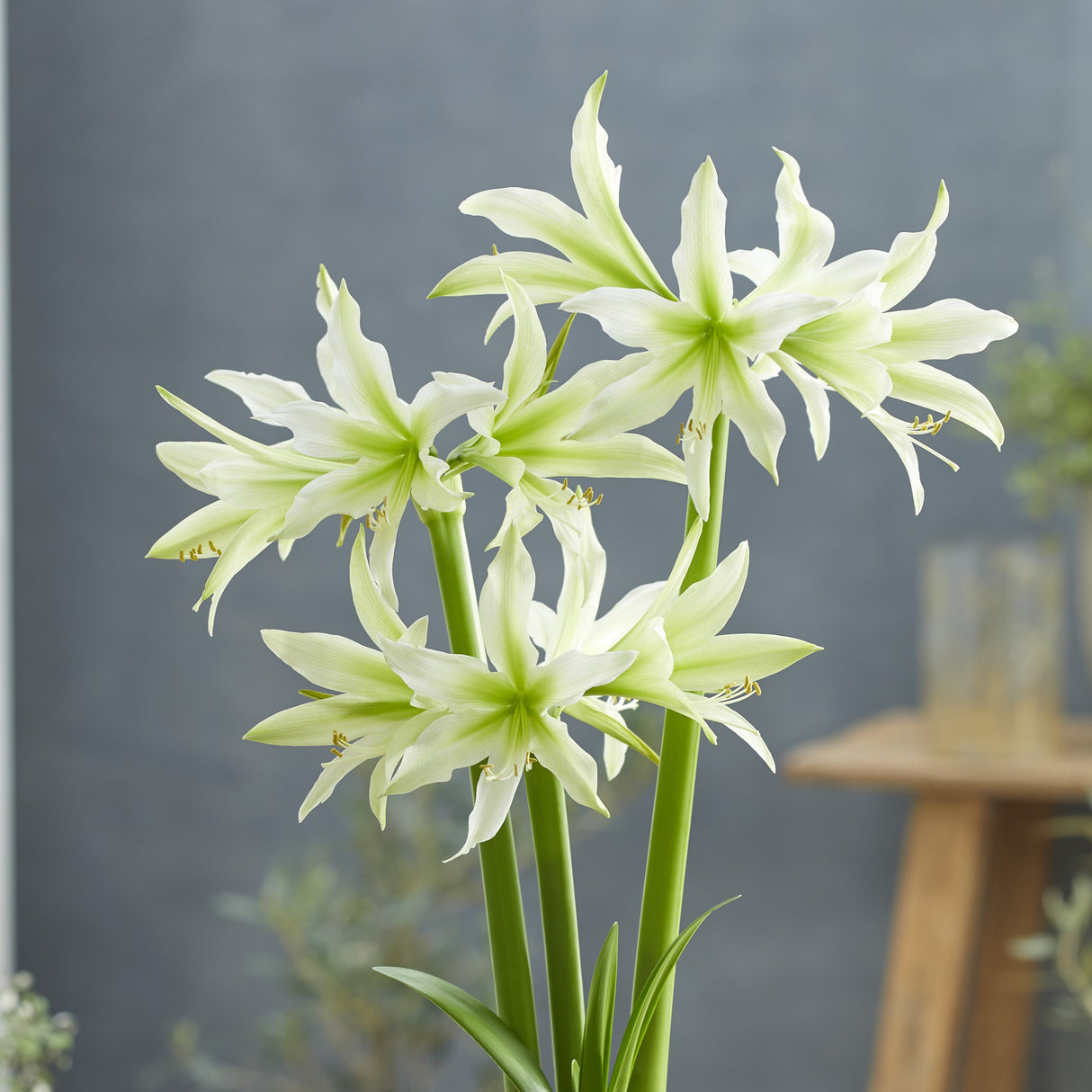 Amaryllis 'White Nile'©