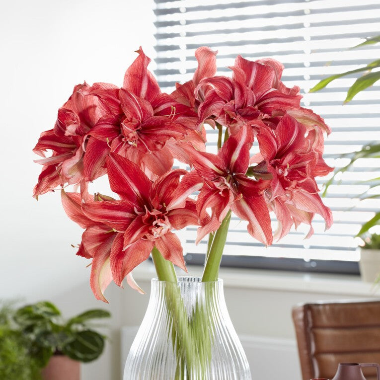 Amaryllis 'Wild Romance'©