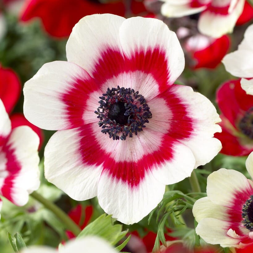 Anemone coronaria 'Bicolor' Løgbutikken