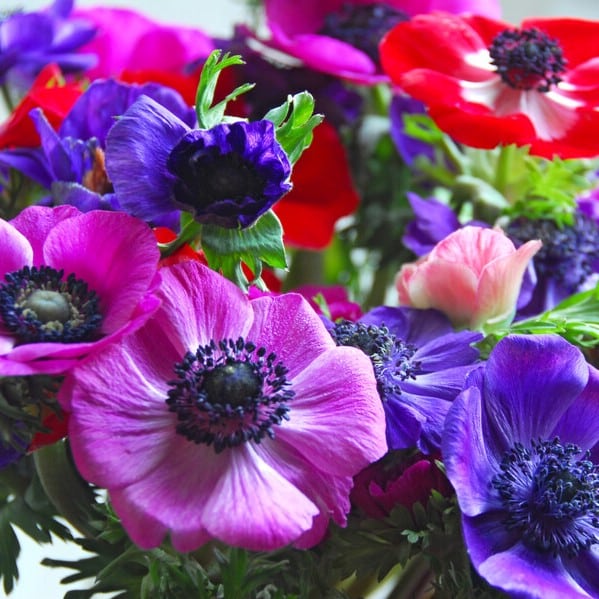 Anemone coronaria 'De Caen' Mix Løgbutikken