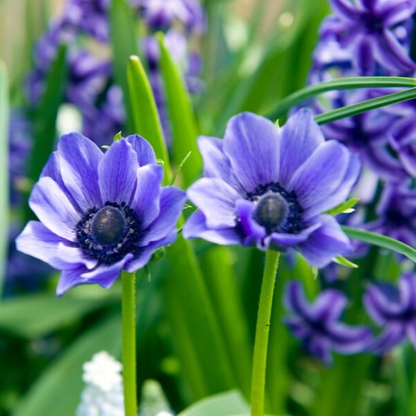 Anemone coronaria 'Lord Lieutenant' Løgbutikken