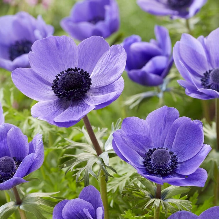 Anemone coronaria 'Mr. Fokker' Løgbutikken