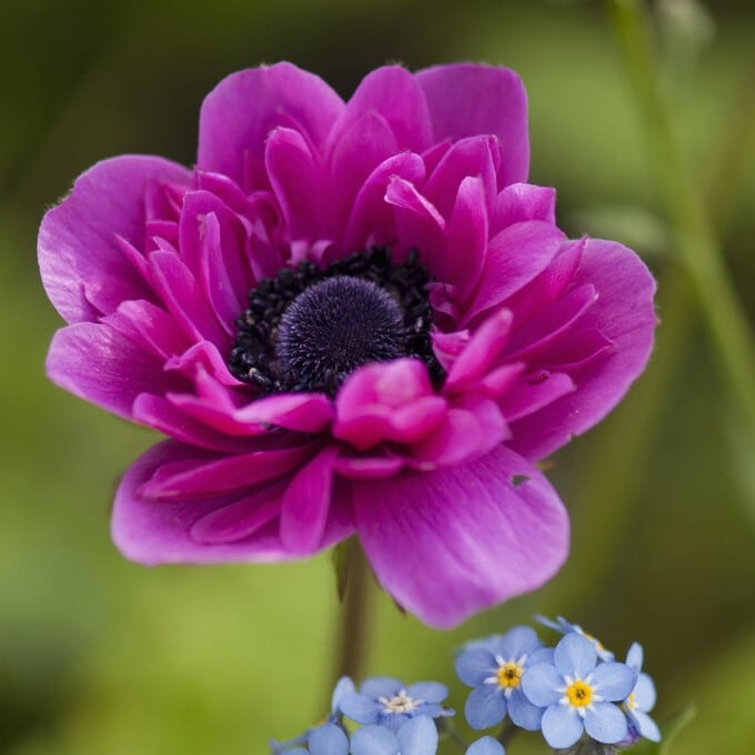 Anemone coronaria 'Admiral' Løgbutikken