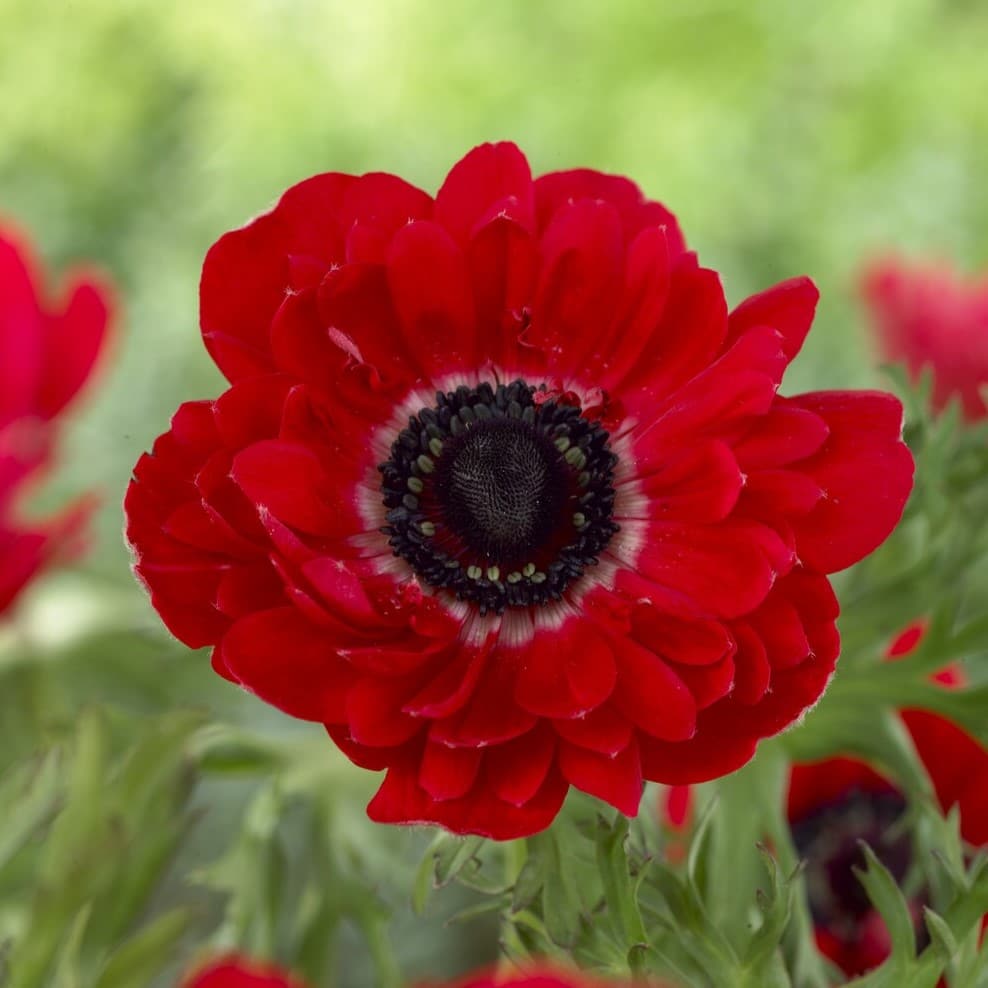 Anemone coronaria 'Governor' Løgbutikken