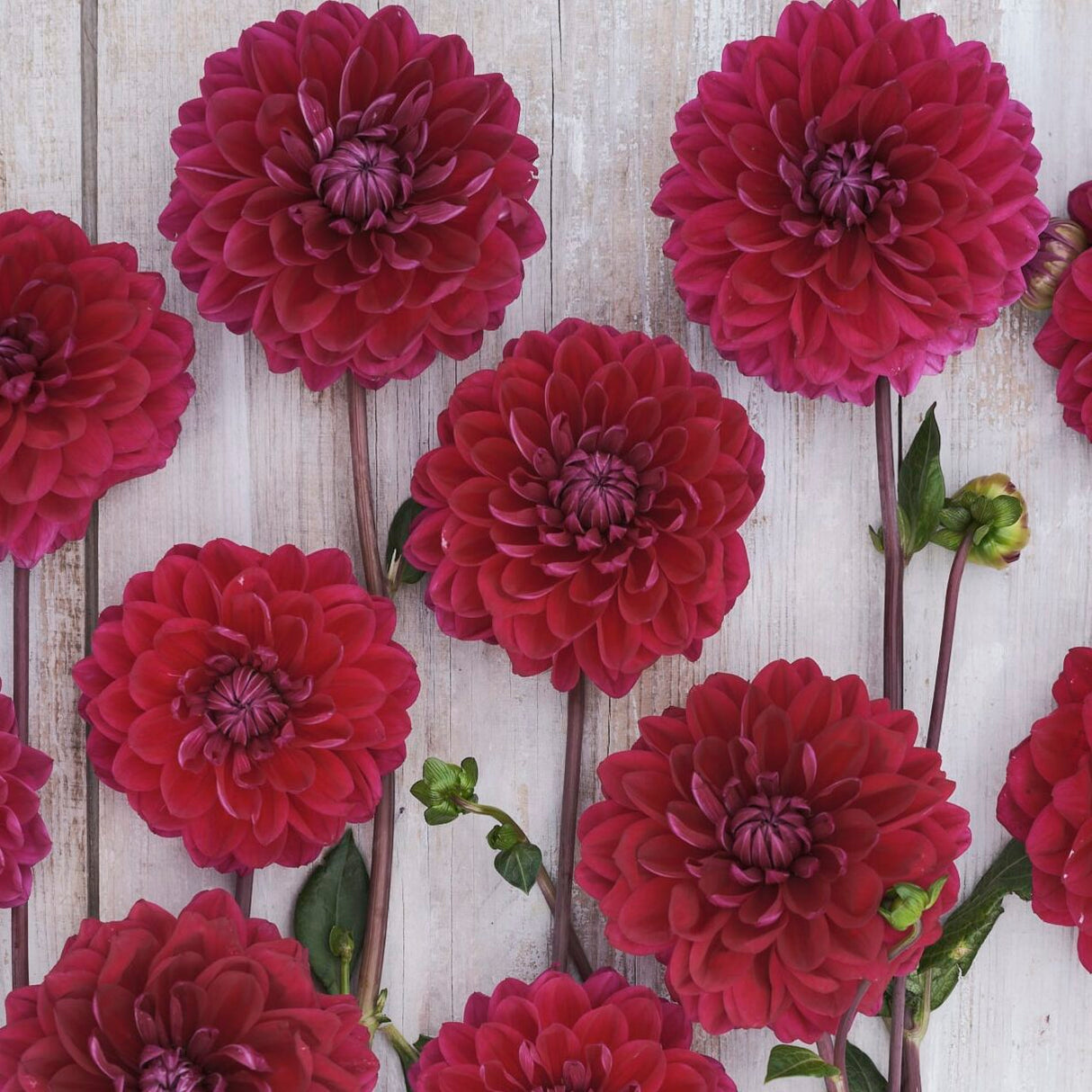 Dahlia 'Anne Cornelia'