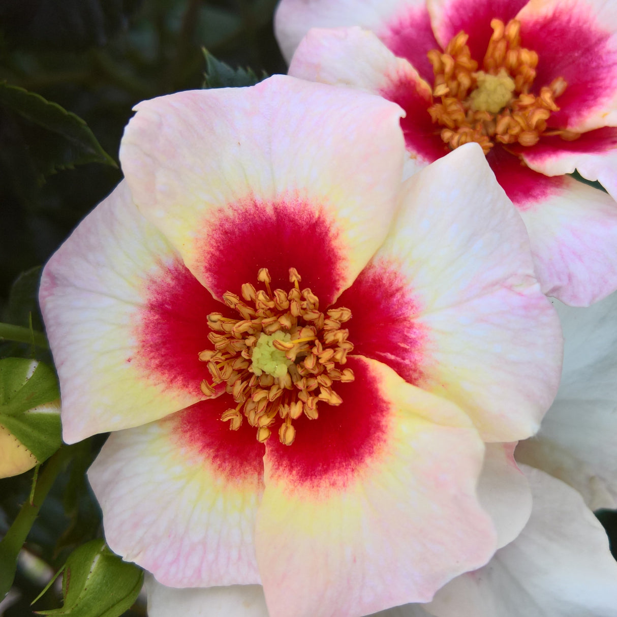 Rose 'Aria Babylon Eyes'©