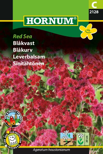 Blåkvast 'Red Sea' Frø