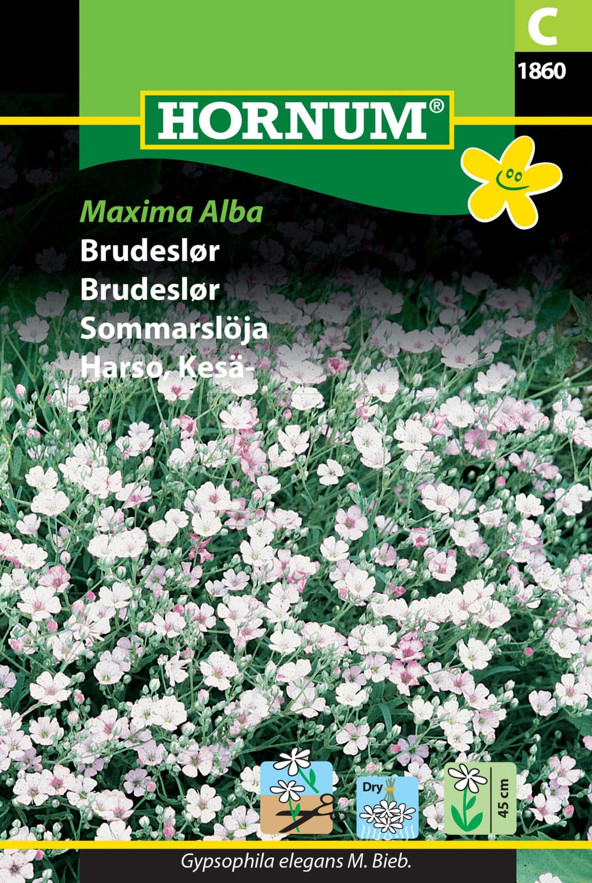Brudeslør 'Maxima Alba' Frø