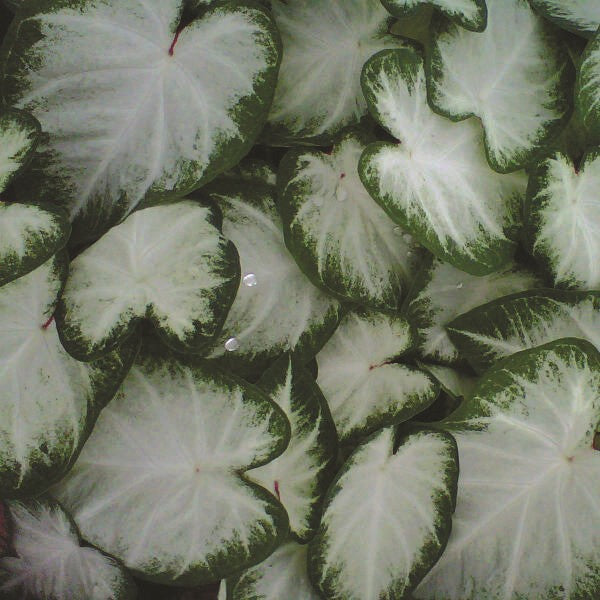 Caladium/Elefantøre 'Aaron'