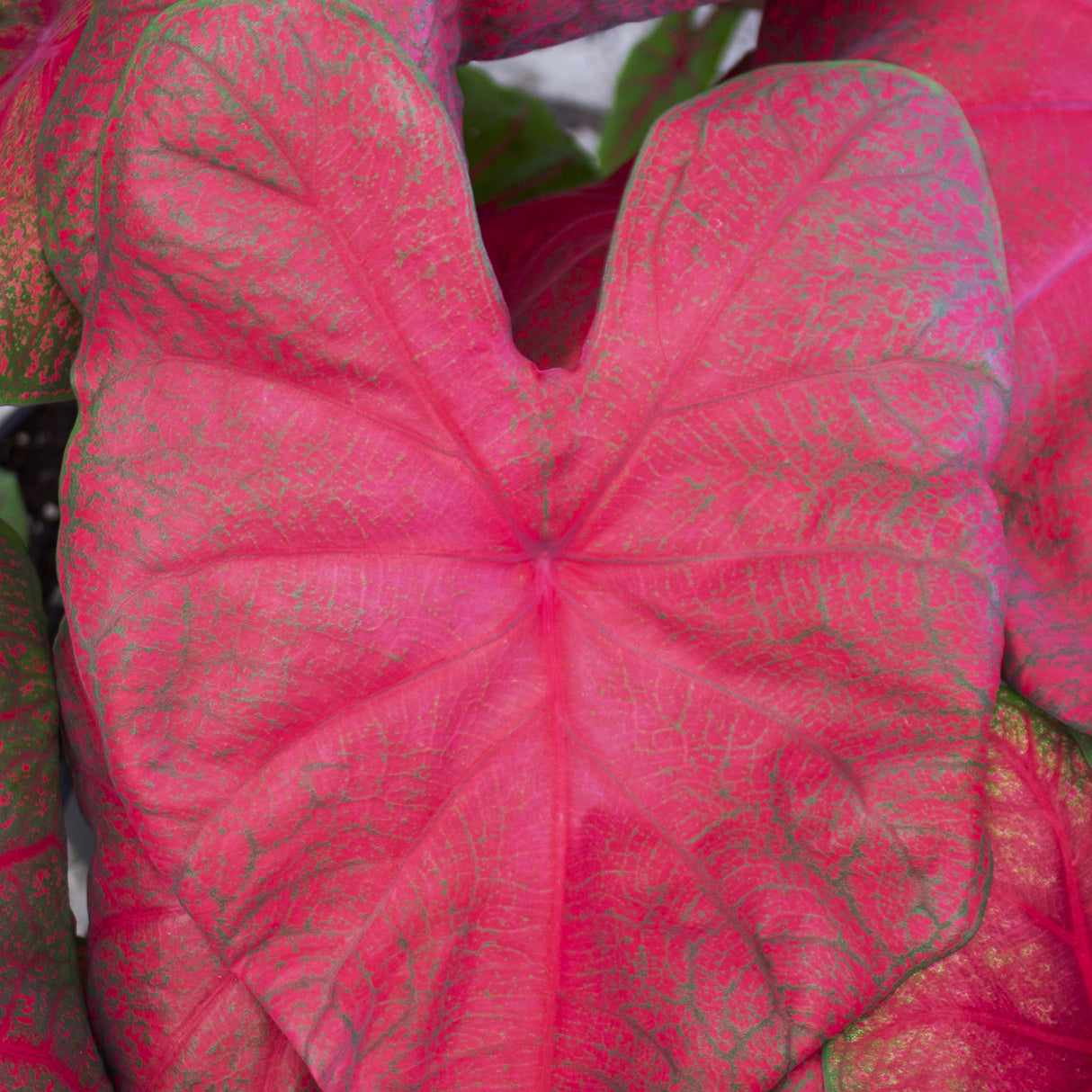 Caladium/Elefantøre 'Brandywine'