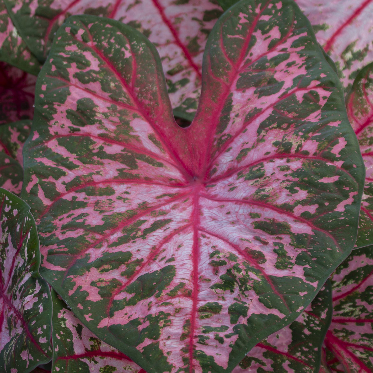 Caladium/Elefantøre 'Carolyn Whorton'