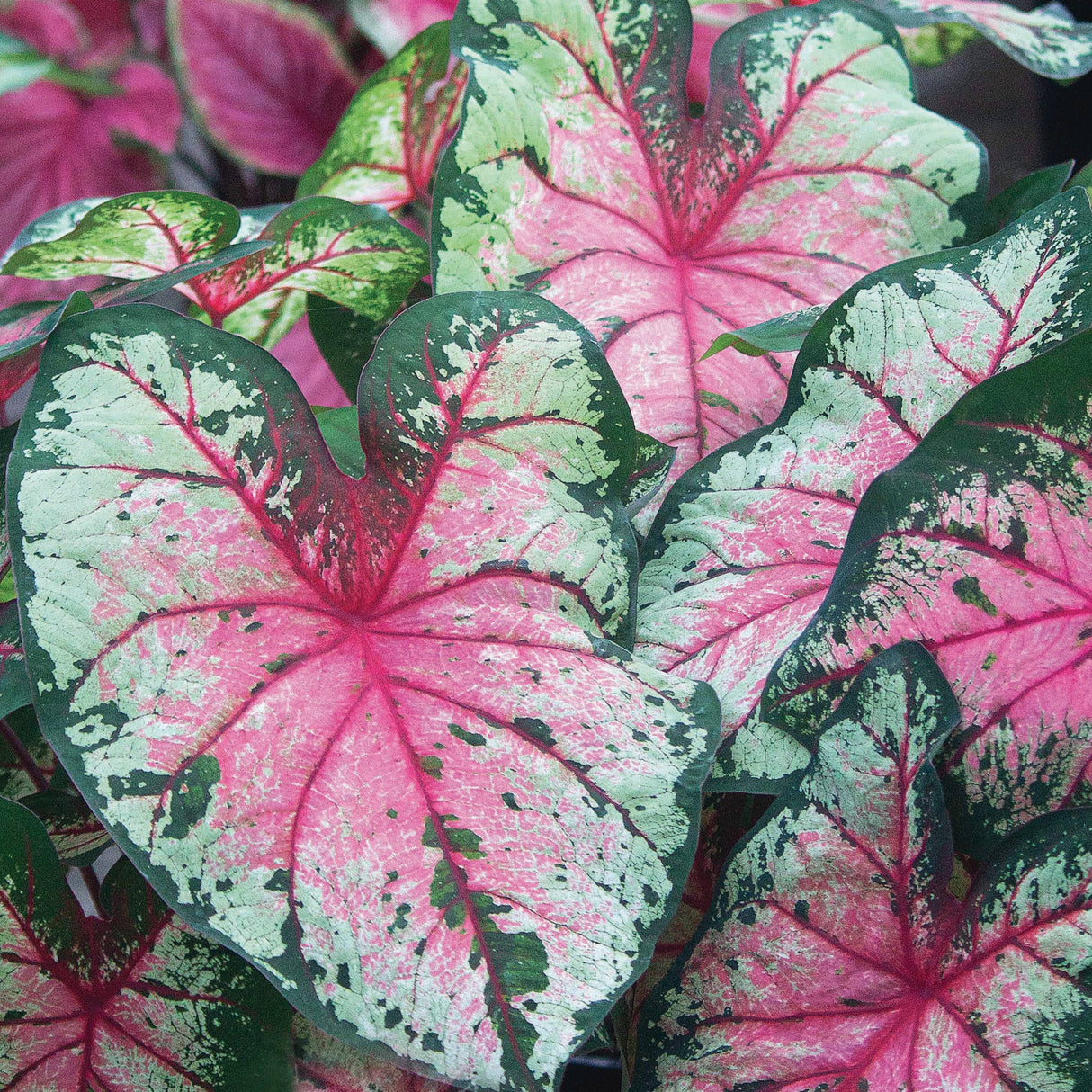 Caladium/Elefantøre 'Cherry Blossom'